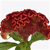 Celosia Red Ace