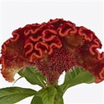 Celosia Red Ace