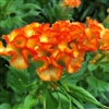 Celosia Extreme Orange