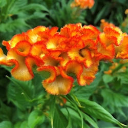 Celosia Extreme Orange