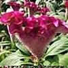 Celosia Asuka Purple