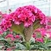 Celosia Asuka Pink