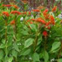 Celosia Asuka Orange