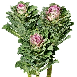 Kale Euro Dunya (Purple serrat)_disc