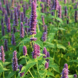 Anise Hyssop