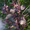 Shiso Britton