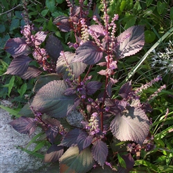 Shiso Britton
