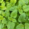 Shiso Green