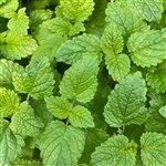 Shiso Green