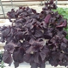 Shiso Red