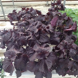 Shiso Red