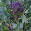 Broccoli Purple Sprouting