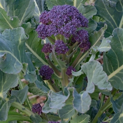 Broccoli Purple Sprouting