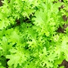 Mustard Green Frills