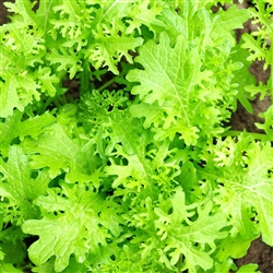 Mustard Green Frills