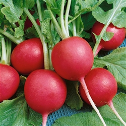 Radish Crimson Giant