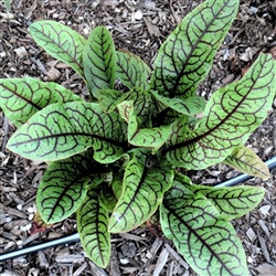 Rumex Raspberry Dressing