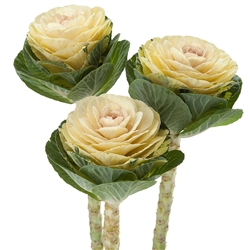 Kale Euro Alexandra (Cream rnd)_disc