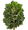 kale Euro Gruska (Green serrated)_disc