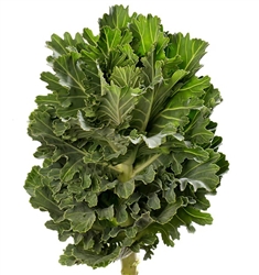 kale Euro Gruska (Green serrated)_disc