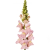 Antirrhinum Cannes Pink II-III