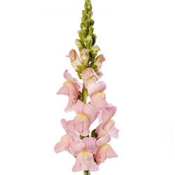 Antirrhinum Cannes Pink II-III