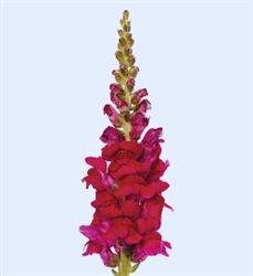 Antirrhinum Cannes Purple II-III