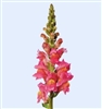 Antirrhinum Cannes Rose II-III