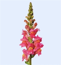 Antirrhinum Cannes Rose II-III
