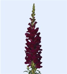 Antirrhinum Cannes Velvet Red II-III