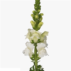 Antirrhinum Cannes White II-III