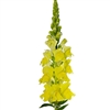 Antirrhinum Cannes Yellow II-III