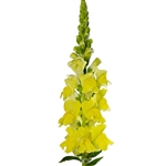 Antirrhinum Cannes Yellow II-III