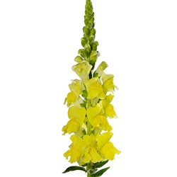 Antirrhinum Cannes Yellow II-III