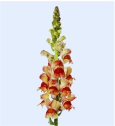 Antirrhinum Avignon II Bicolour Yellow