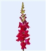 Antirrhinum Avignon II Magenta