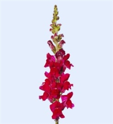 Antirrhinum Avignon II Magenta