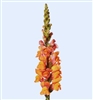 Antirrhinum Avignon II Deep Orange