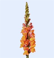 Antirrhinum Avignon II Deep Orange