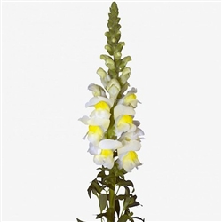 Antirrhinum Orleans Early Lemon III-IV