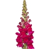 Antirrhinum Orleans Lilac III-IV