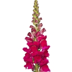 Antirrhinum Orleans Lilac III-IV