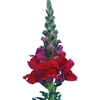 Antirrhinum Orleans Red III-IV