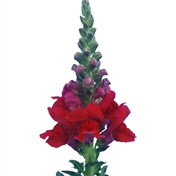 Antirrhinum Orleans Red III-IV