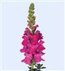 Antirrhinum Orleans Rose III-IV