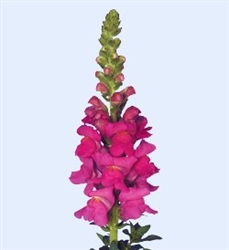Antirrhinum Orleans Rose III-IV