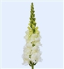 Antirrhinum Orleans White III-IV