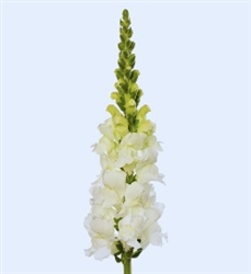 Antirrhinum Orleans White III-IV