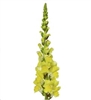 Antirrhinum Orleans Yellow III-IV