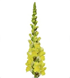 Antirrhinum Orleans Yellow III-IV